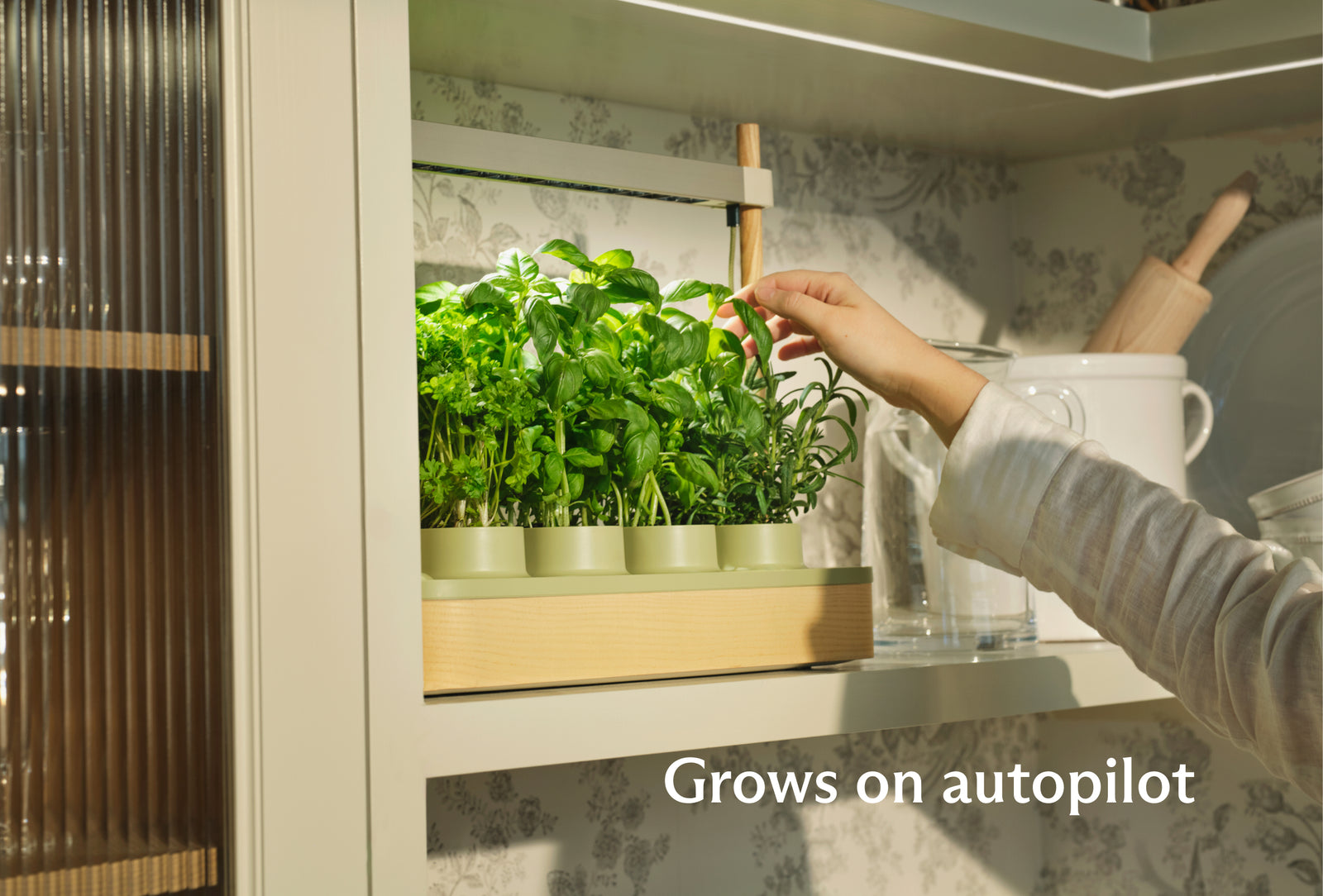 Photo · a garden thriving in a busy, lived-in kitchen