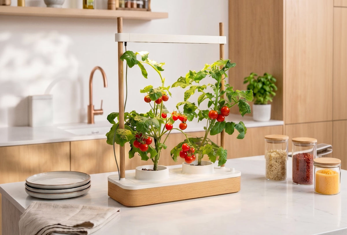 Photo · chilies & tomatoes ripening indoors