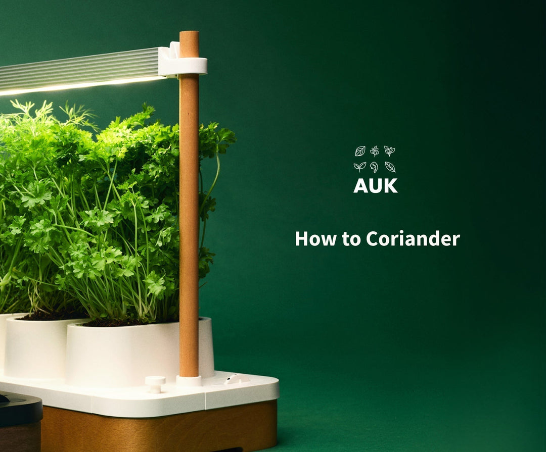 How to grow a ton of Coriander in Auk