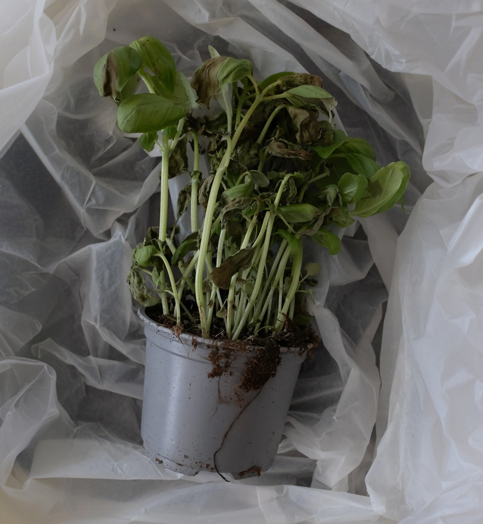 Photo · wilted basil heading for the bin