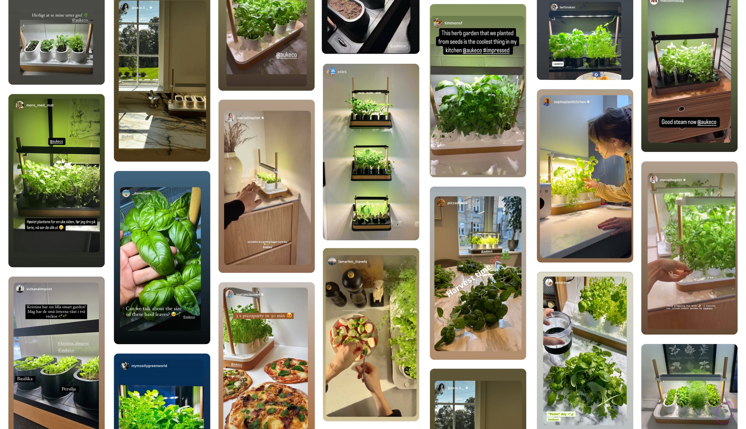 collage of customer photos of Auk