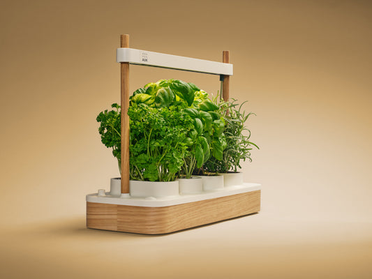 AUK Mini 2, smart garden domestico per coltivare erbe aromatiche in casa