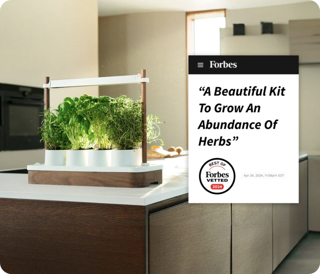 Auk on the kitchen ocunter with Forbes vetted title