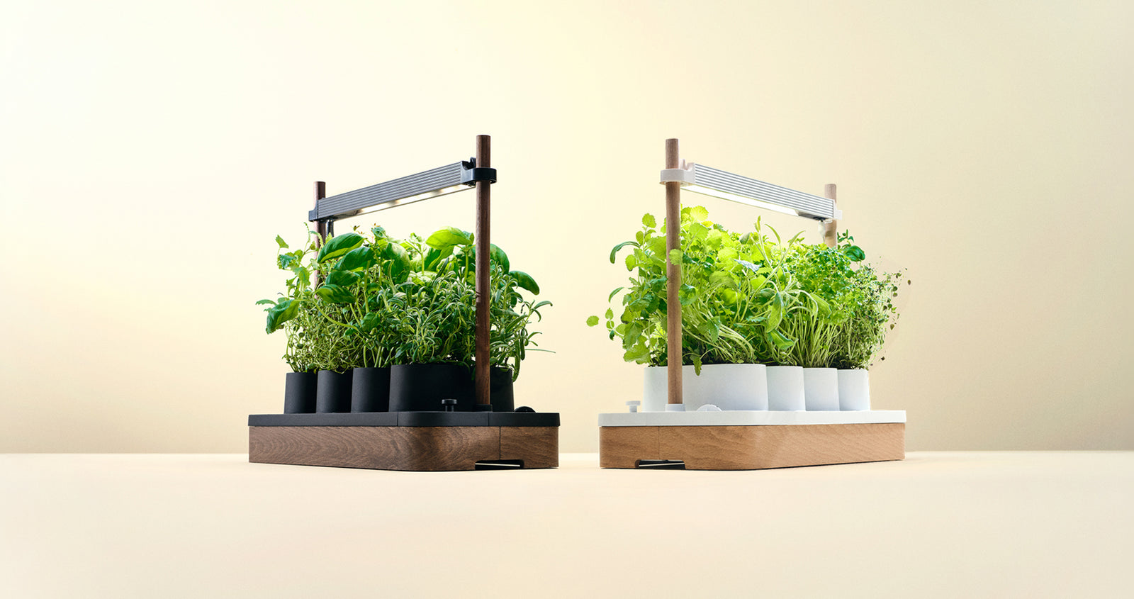 Photo · Auk Mini — big hero shot, centre stage, lush growth