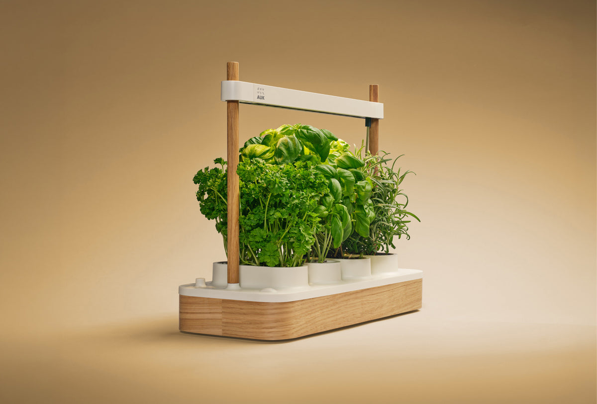 Photo · Auk Mini — big hero shot, centre stage, lush growth