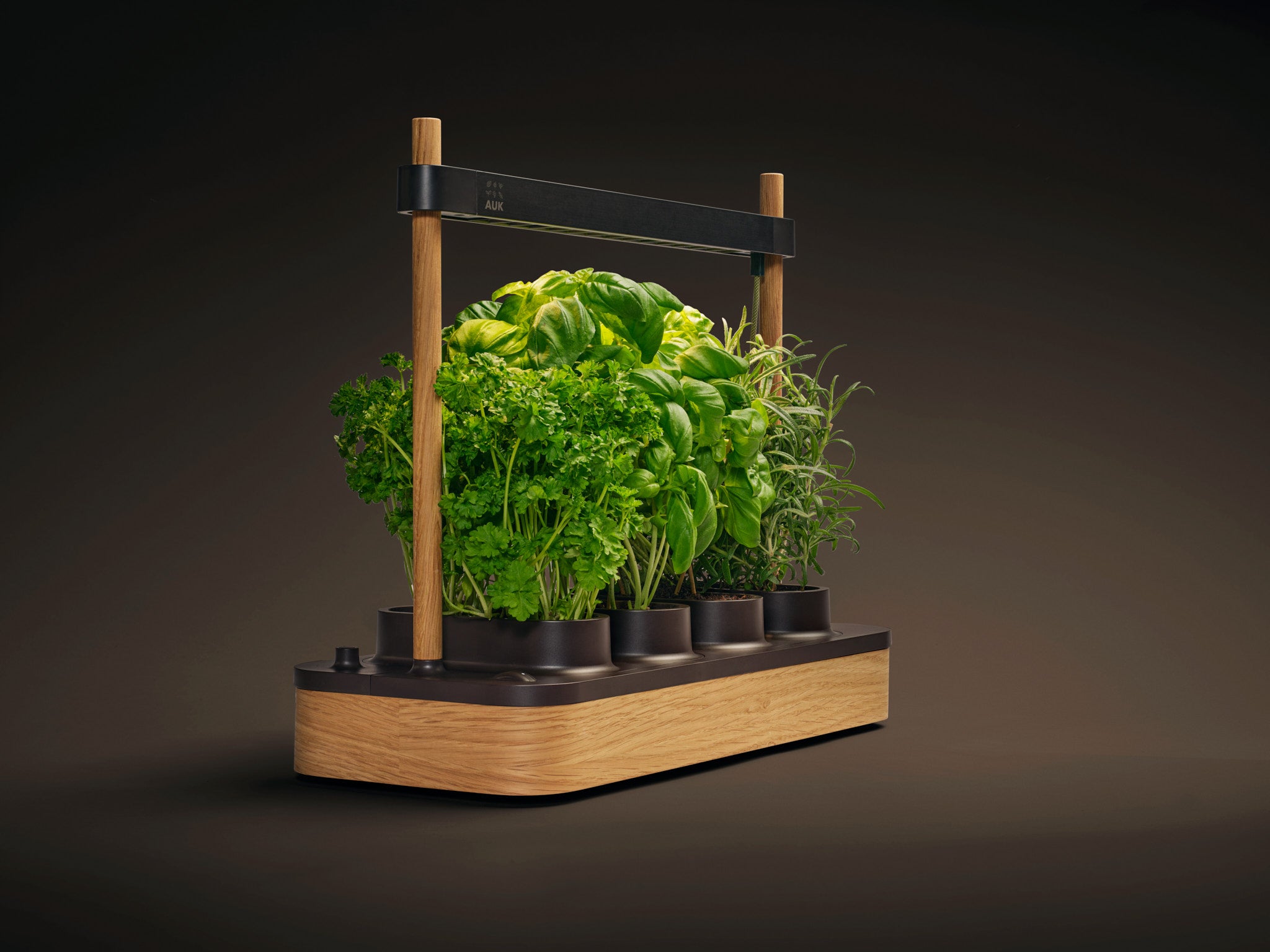 cuba aquarium plant Proserpinaca palustris 'Cuba'