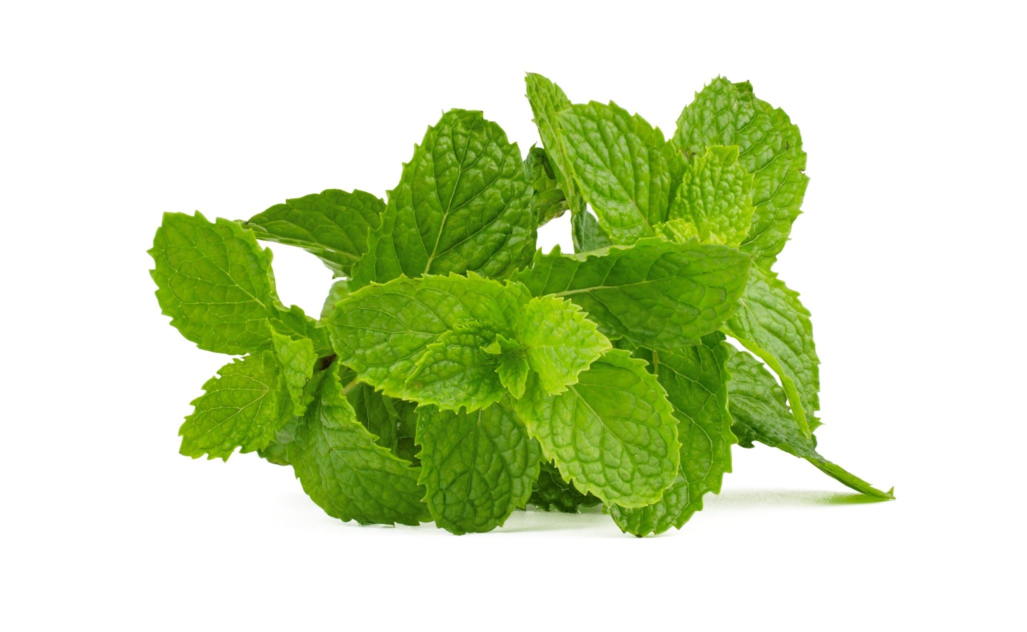 Mint