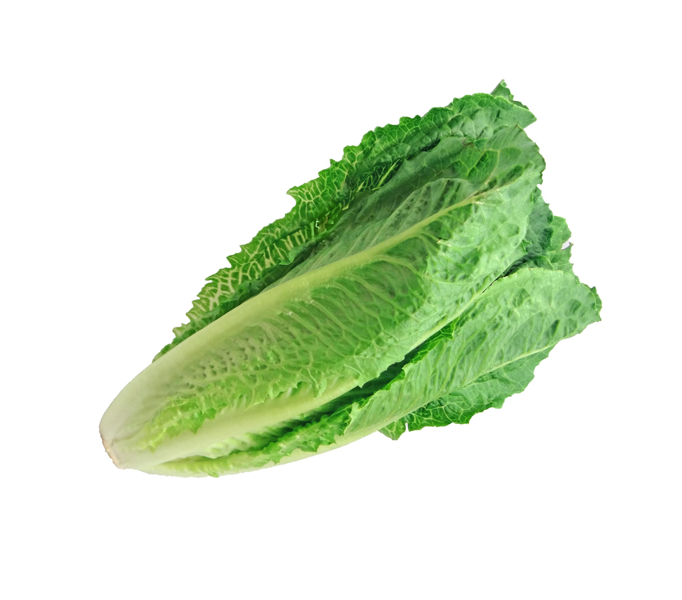Romain Lettuce